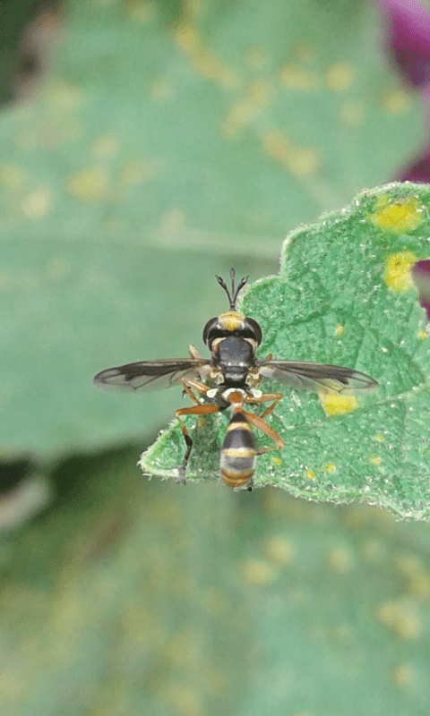 Conopidae:  Physocephala sp.?   S !